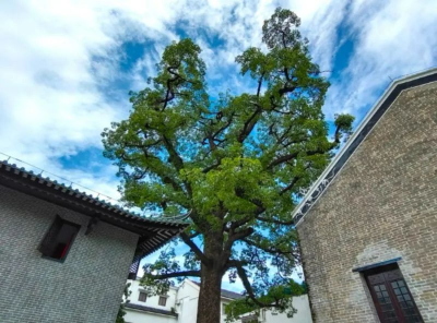 古越今秀 | 这棵241岁的古树，曾是“羊城古木棉八景”之一