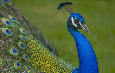 蓝孔雀惊喜现身！越秀公园有个微缩版“动物世界”