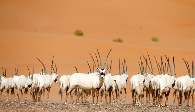 阿拉伯大羚羊。图源：视觉中国