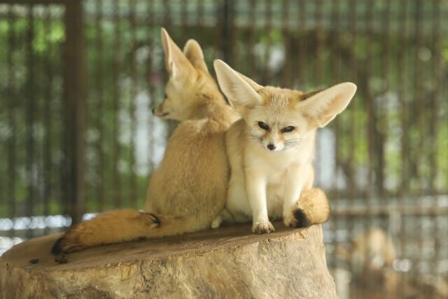 广州动物园里靠在一起打盹的耳廓狐。
