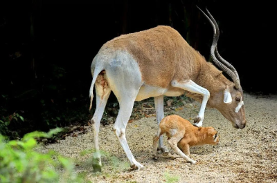 广州动物园：长相独特的旋角羚