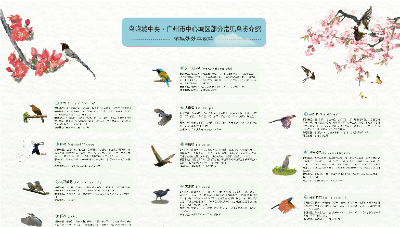 广州市中心城区部分常见鸟类介绍