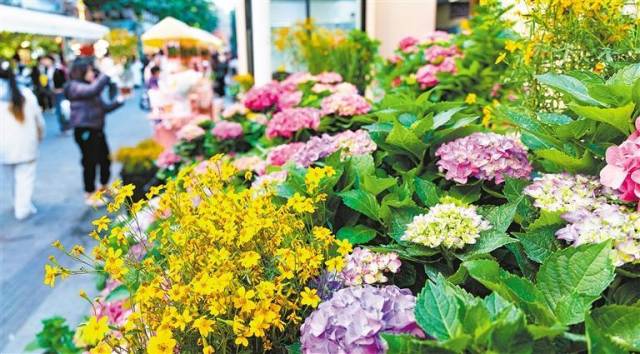 1月11日拍摄的北京路步行街南段“花城花街”花卉产业展销区。